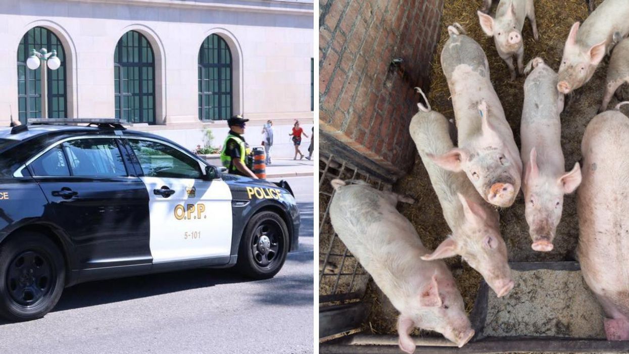 OPP vehicle. Right: Pigs.