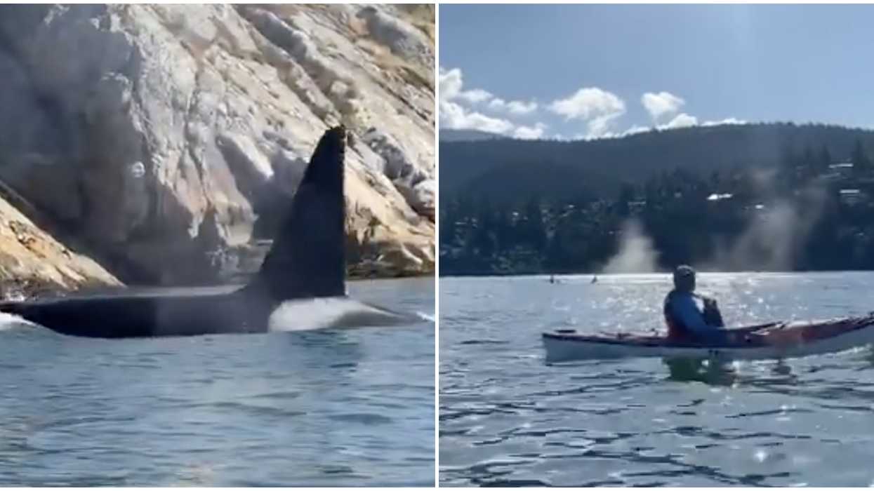 Orcas Near Vancouver Swam Right Up People This Weekend By Vancouver (VIDEO)
