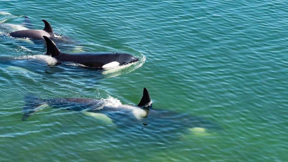 Orcas swimming.