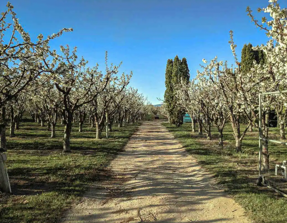 Orchard on the Airbnb property.