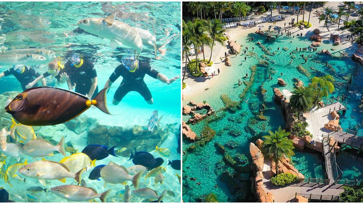 Orlando Theme Park Discovery Cove Discount For Florida Residents Includes Free Drinks