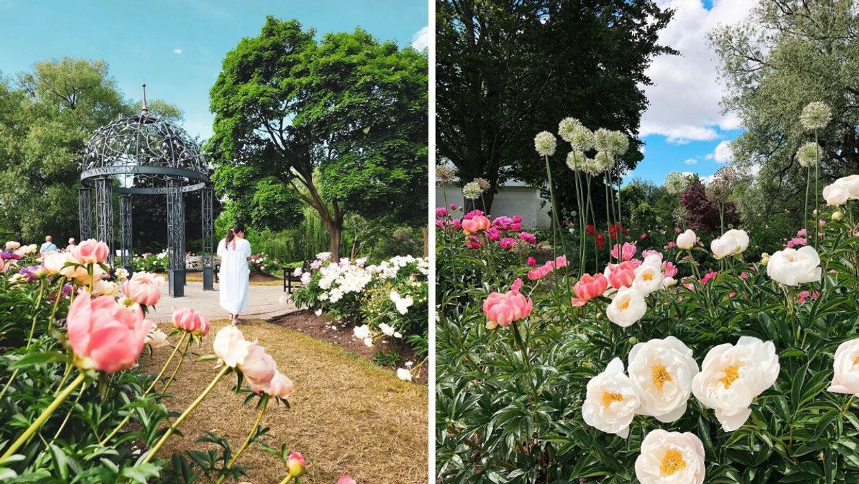 Oshawa Peony Festival.