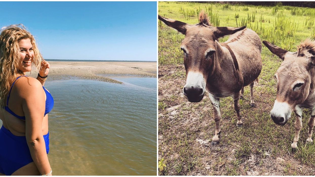 Ossabaw Island In South Georgia Has Beautiful Shores With Free Roaming Donkeys