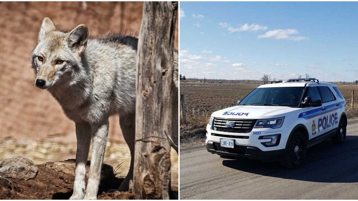 Ottawa Coyote Attack: Police to Take Animal Down & Say "Remain Vigilant"