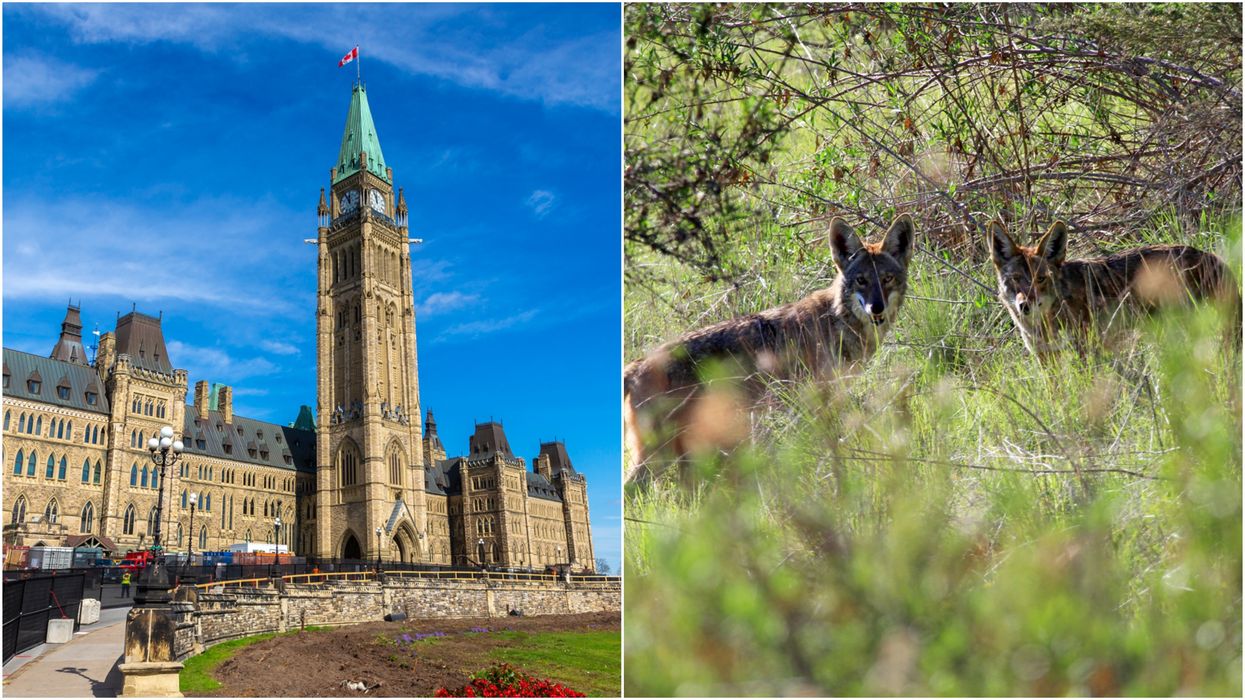 Ottawa Coyote Attacks Are Becoming More Common & Now It's A 'Cause For Concern'