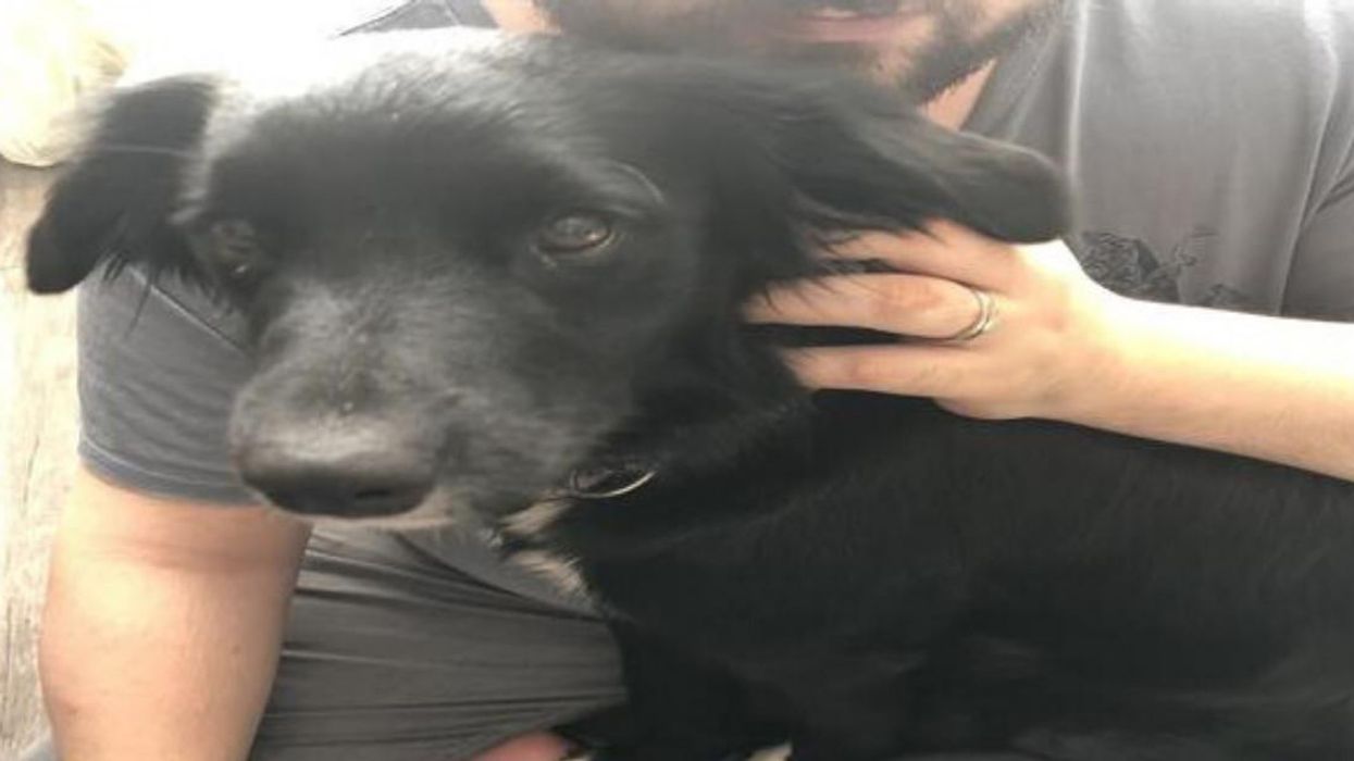 Ottawa Dog Named Coco Was Stolen Outside A Business This Week & Police Are Asking For Info