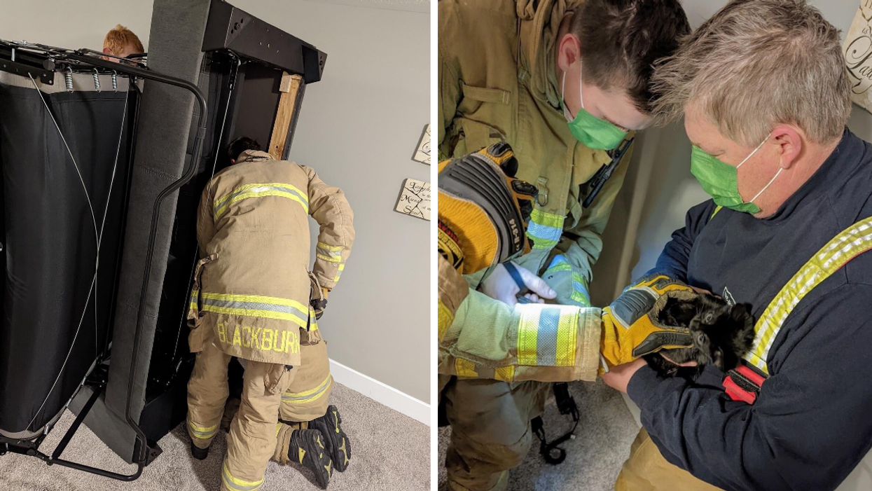 Ottawa Firefighters Rescued A Tiny Kitten Who Was Stuck In A Couch This Week (PHOTOS)