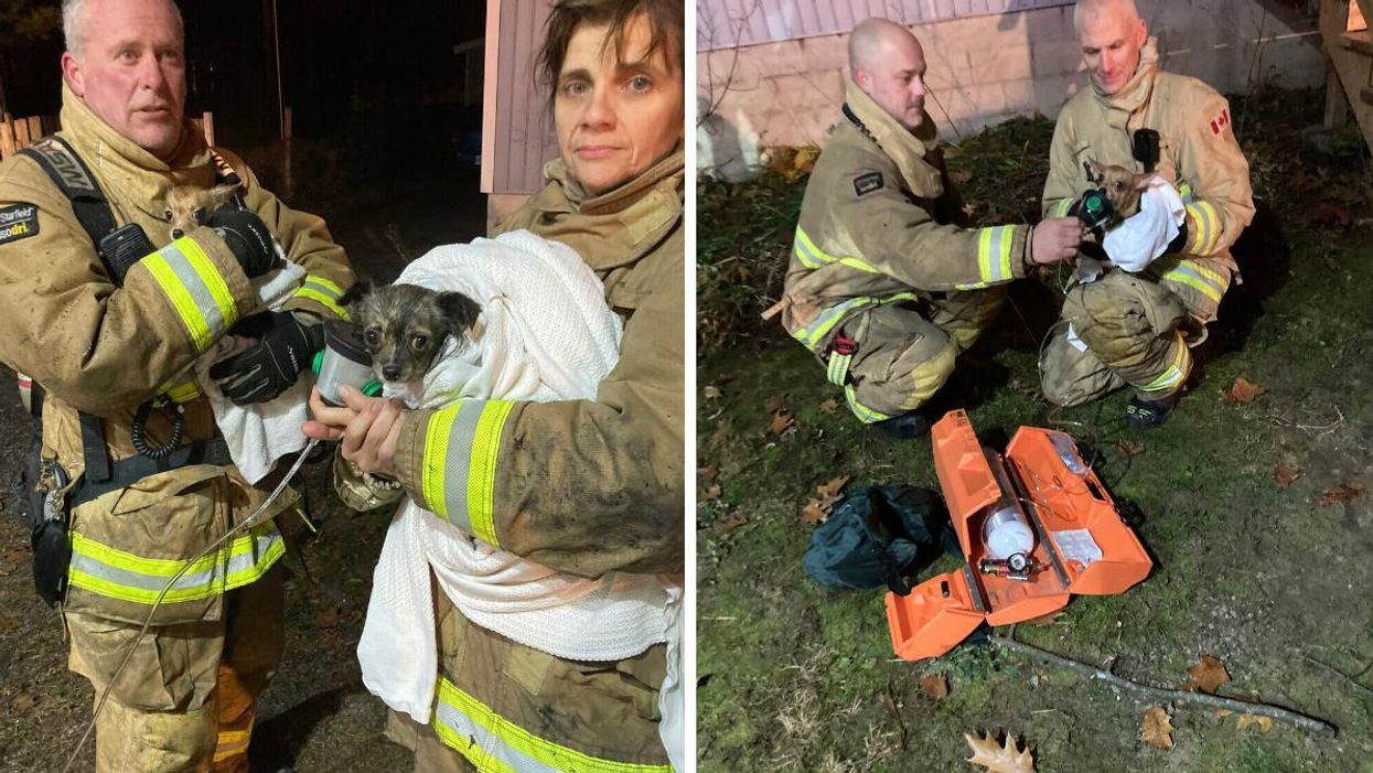 Ottawa Firefighters Saved 3 Dogs From A Fire Today & The Photos Will Give You All The Feels