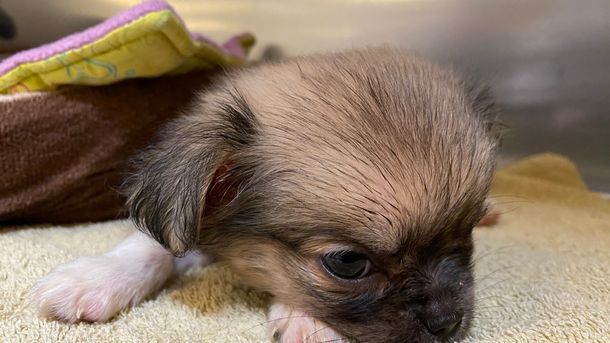 Ottawa Humane Society Raises Money For Dog Thrown Out Of Car Window