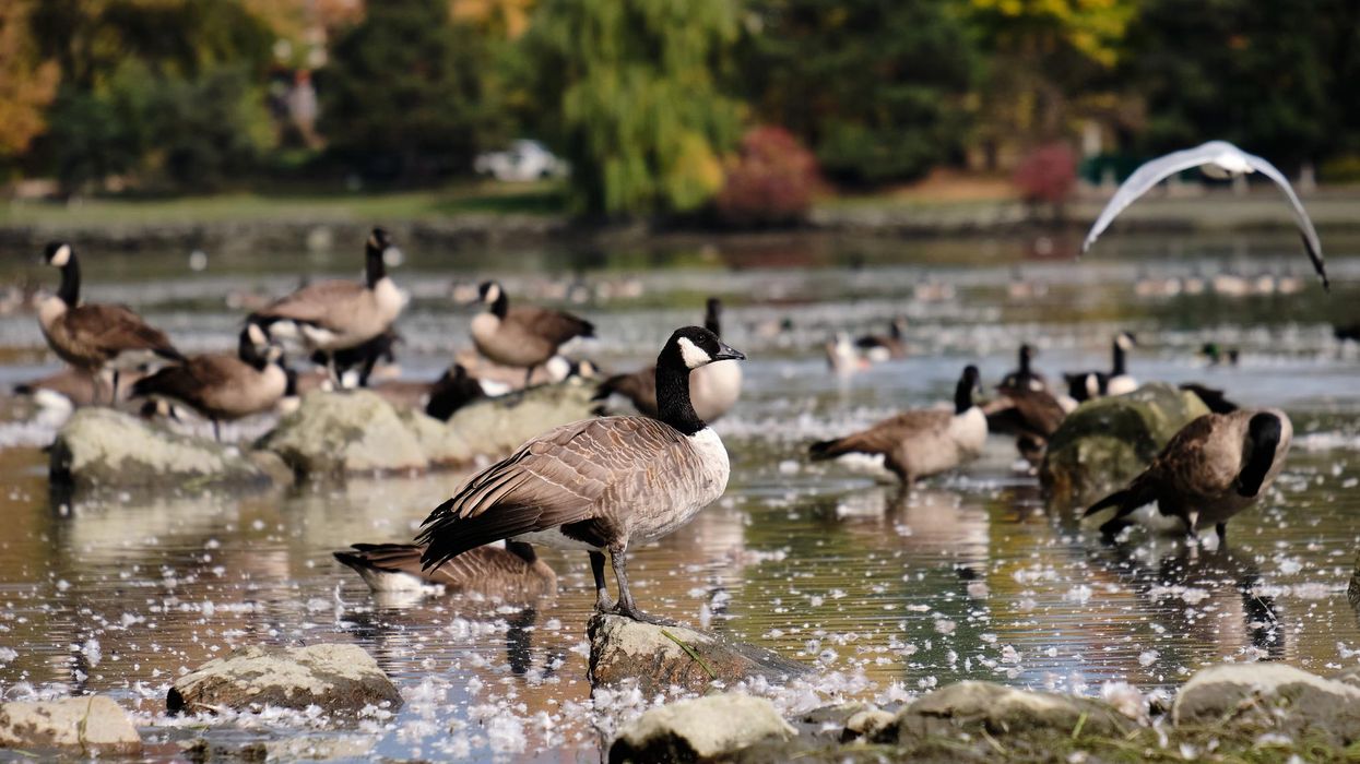 Ottawa Public Health Begs Residents To Stop Bird Poop Problem