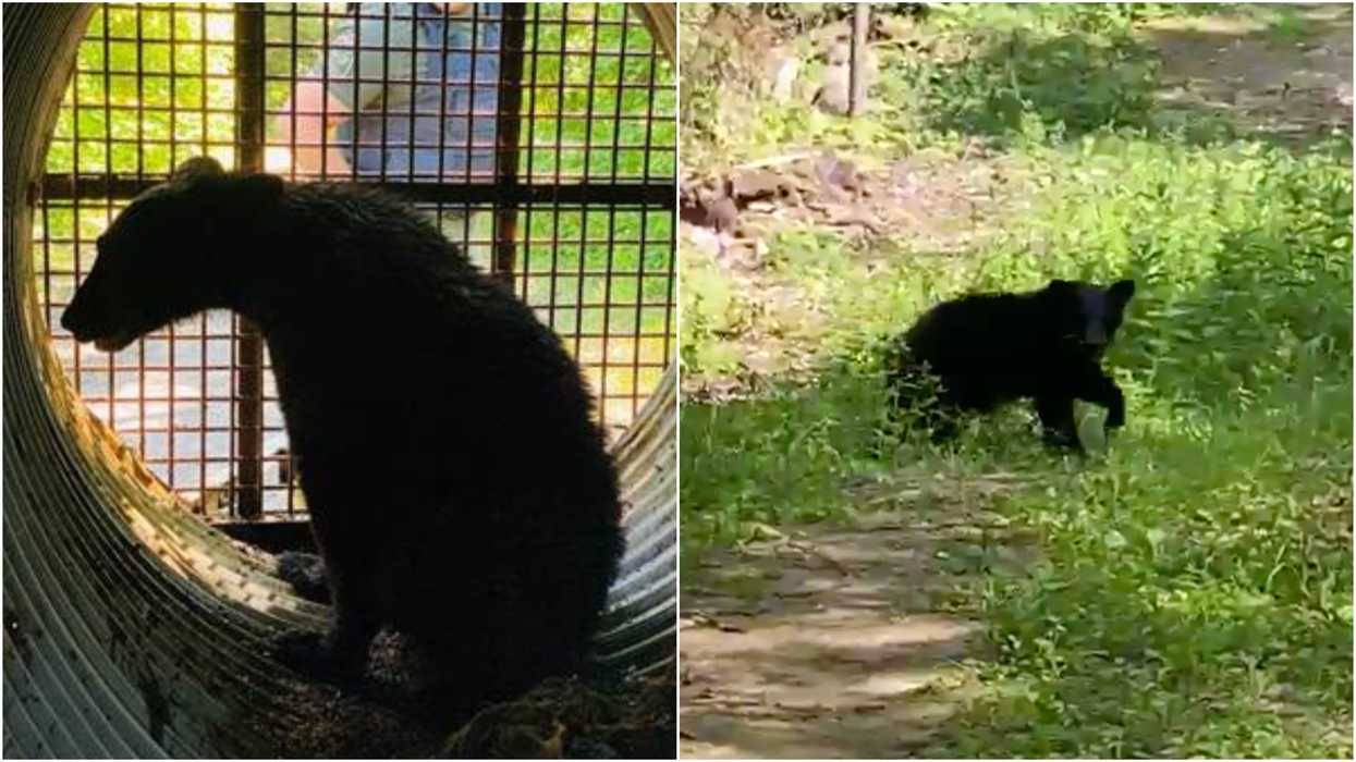 Ottawa's Black Bear Was Finally Captured & He's Got A Brand New Home (VIDEO)