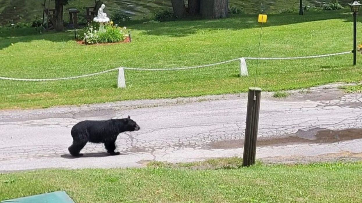 Ours noir.