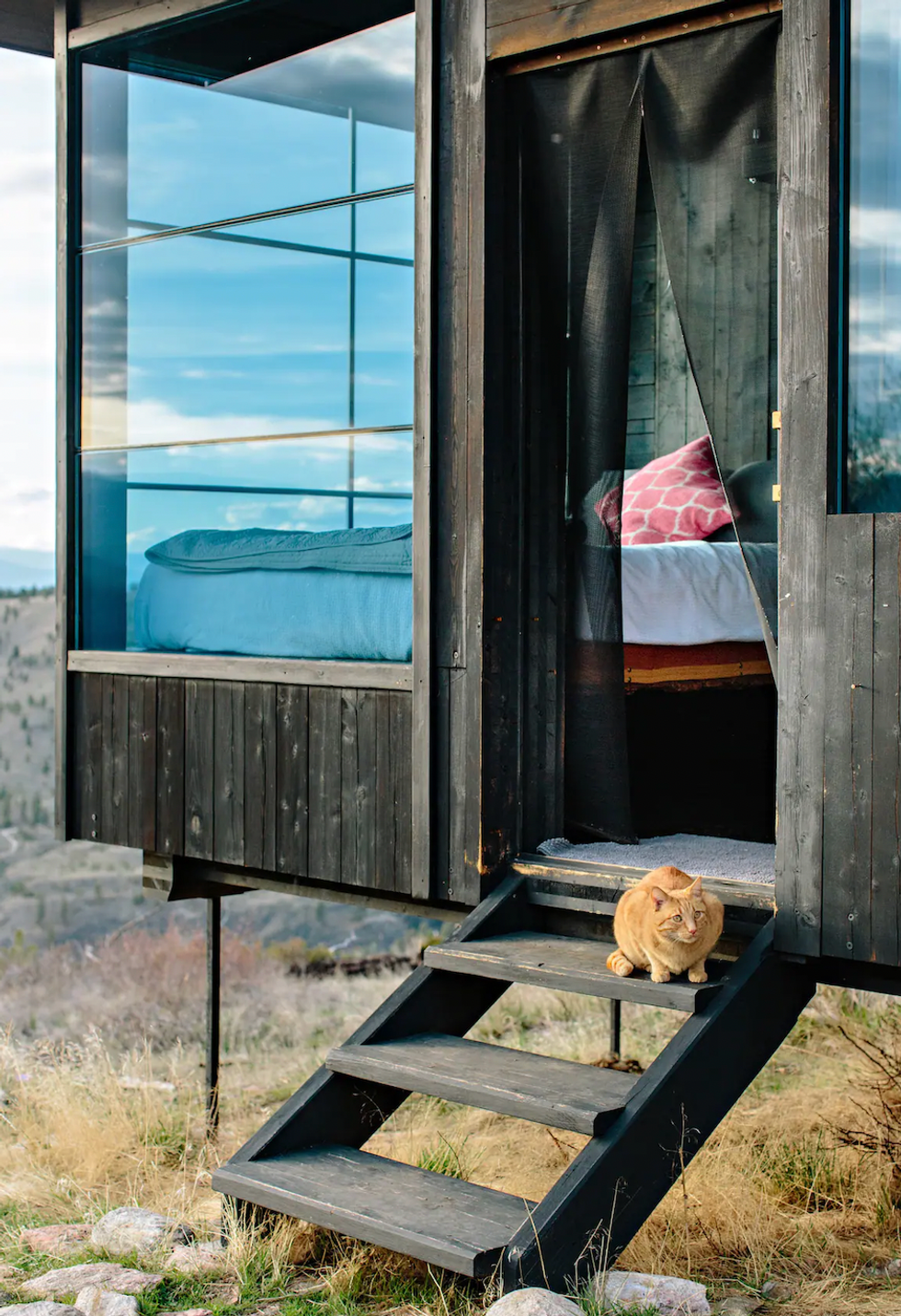 Outside view of the Airbnb cabin with a cat.