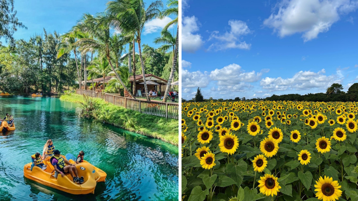Paddle boating at Pintos Farm. Right: A sunflower field at Berry Farms.