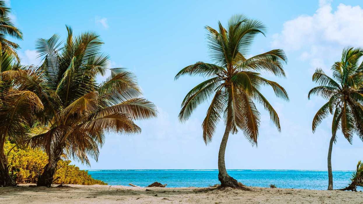 Palm trees along the sandy shoreline of a tropical beach.