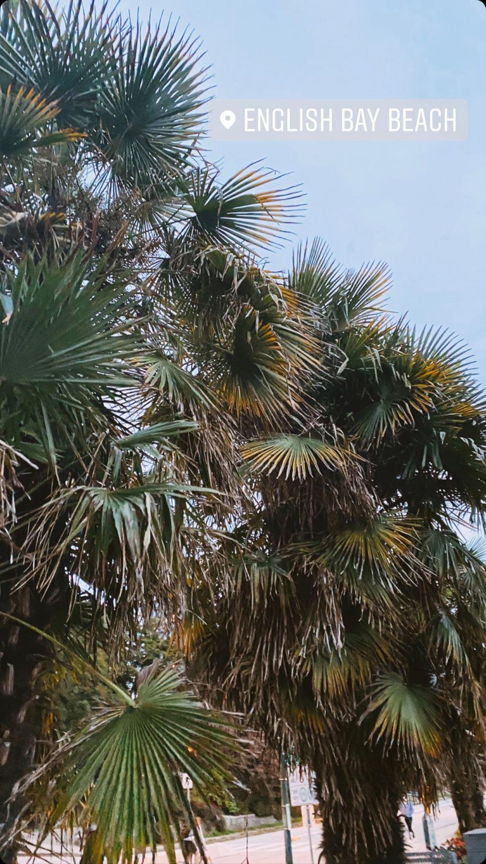 Palm trees in Vancouver.