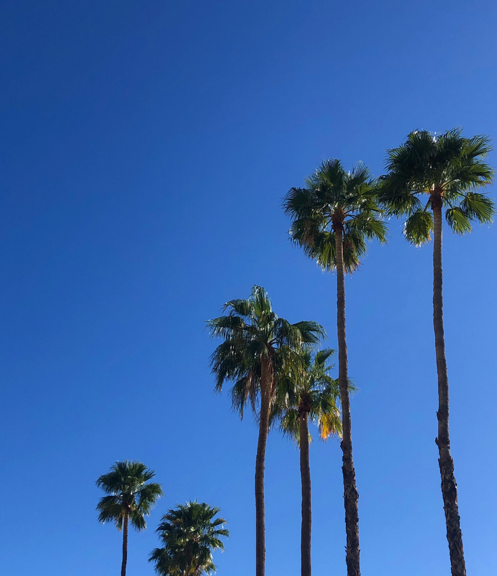 Palm trees over a blue sky.