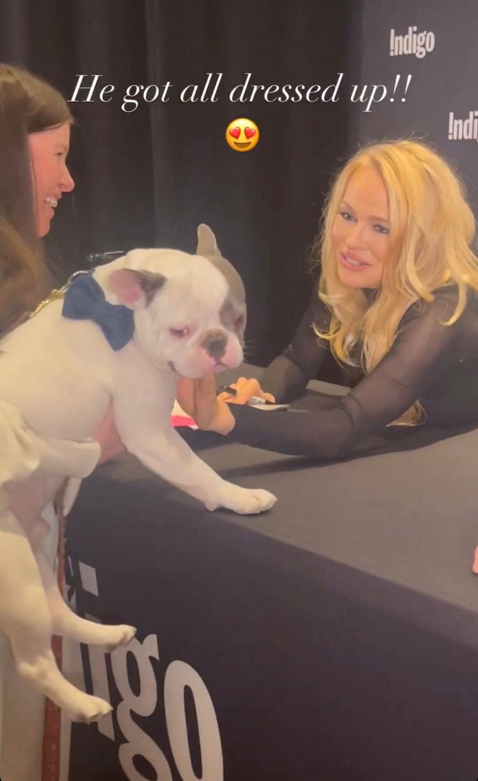 Pamela Anderson greeting a dog at her Toronto book signing.