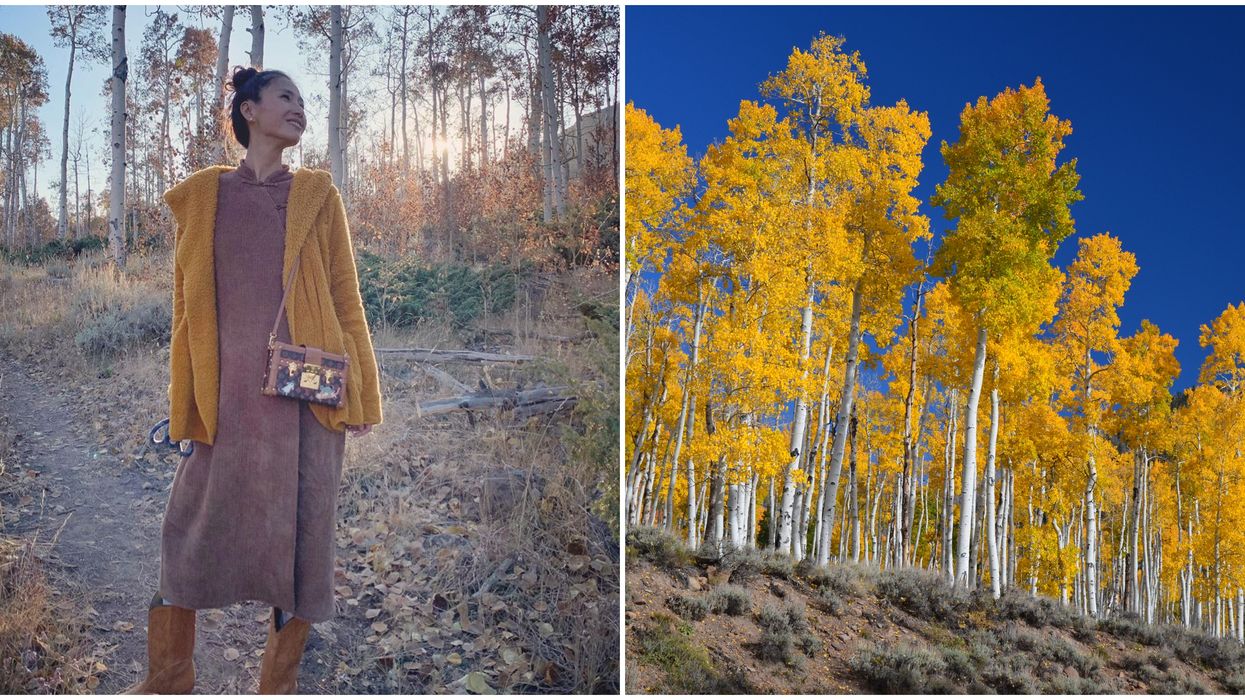 Pando Clone In Utah Is Dying & It Might Be Your Last Chance To See It -  Narcity