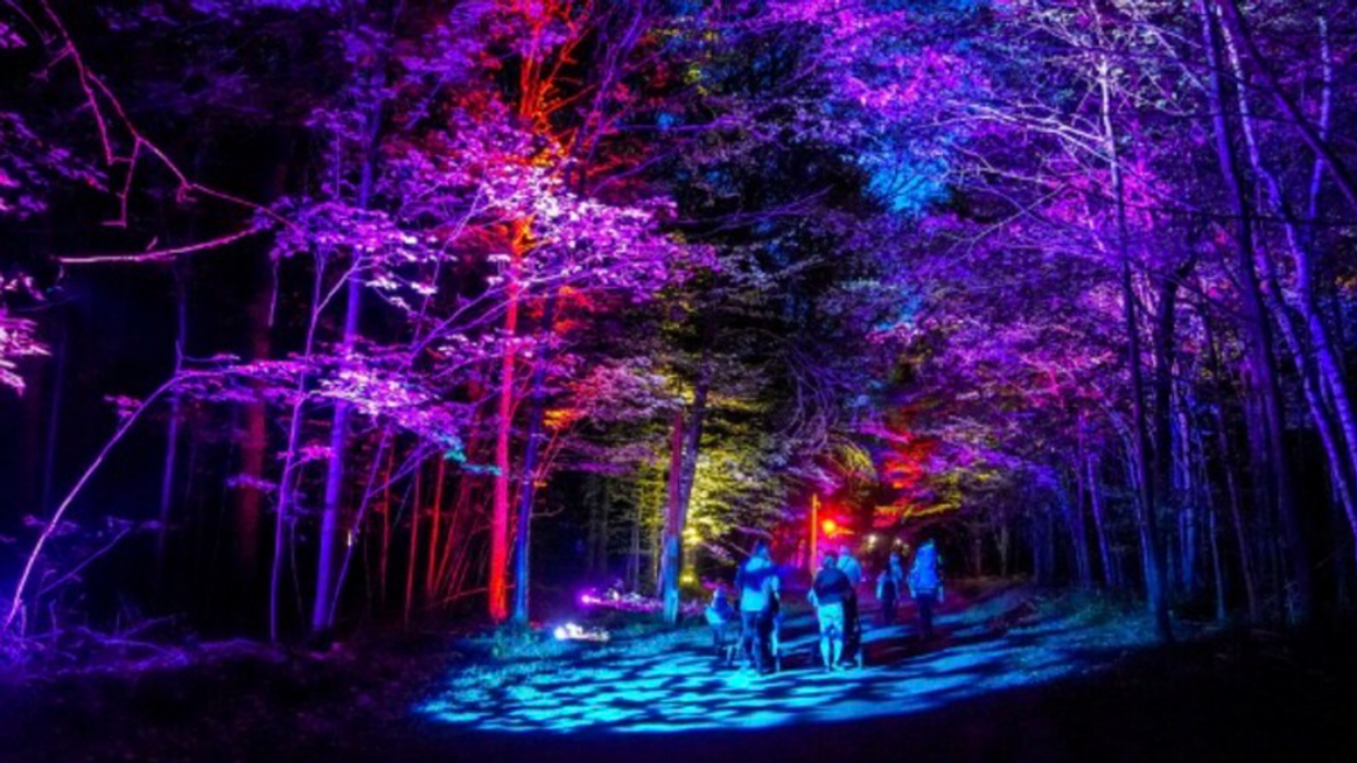 Parcours lumineux dans la forêt.