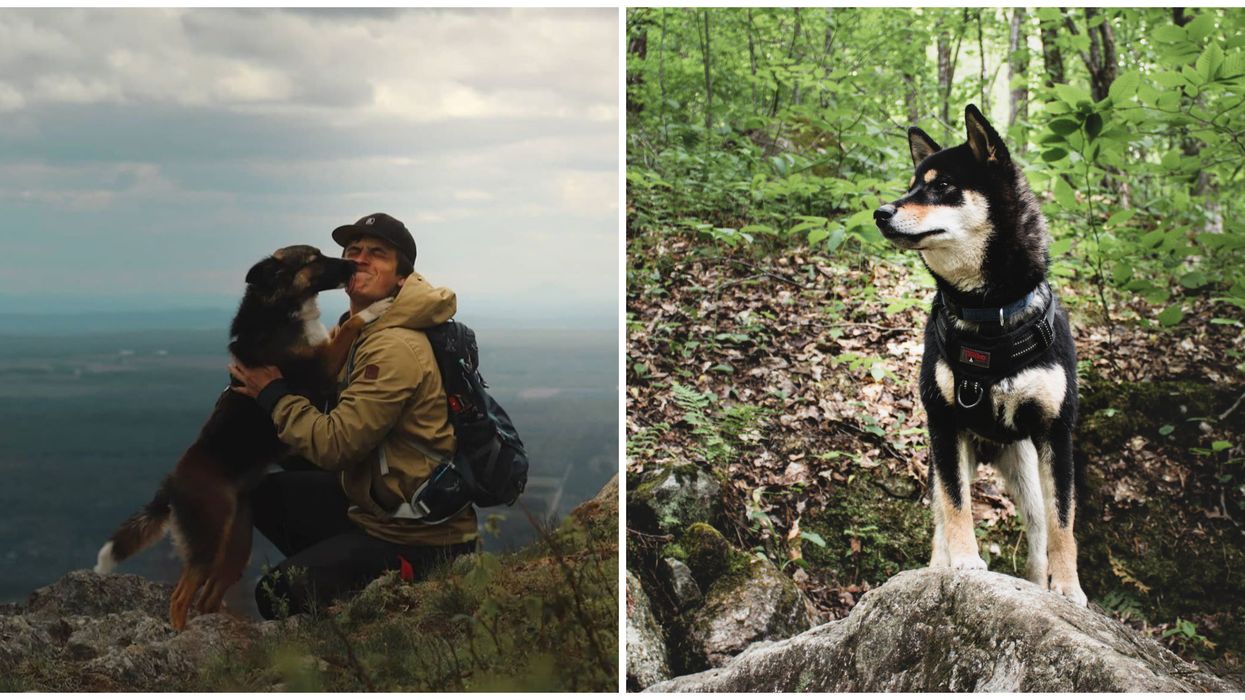 Parcs nationaux au Québec où les chiens sont acceptés à l'été 2020