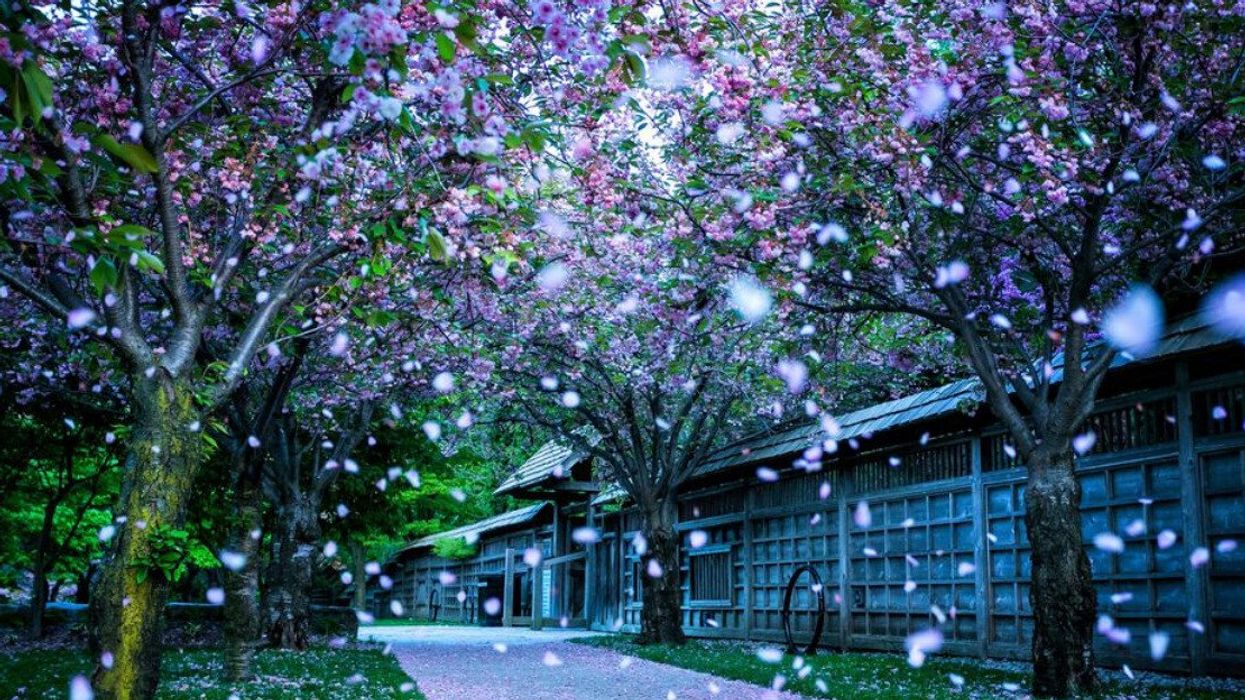 Park with cherry blossom trees.