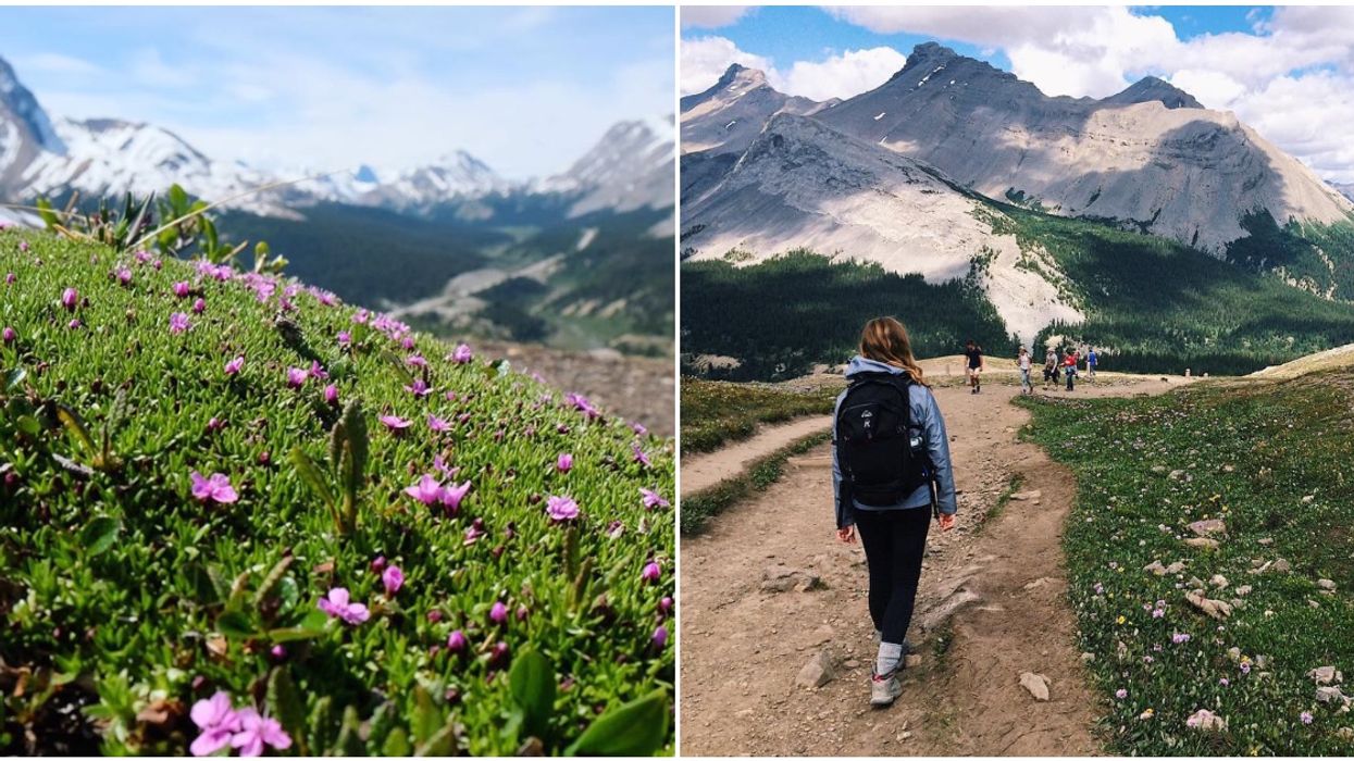 Parker Ridge Trail In Alberta Is A Wildflower Heaven With The Best Views Around