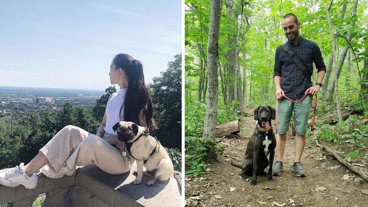 Pars en randonnée à Montréal avec ton chien au bois Summit