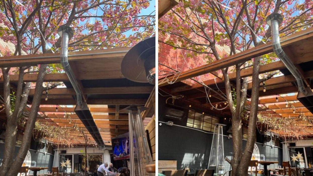 Patio with cherry blossom tree in Toronto, Ontario.