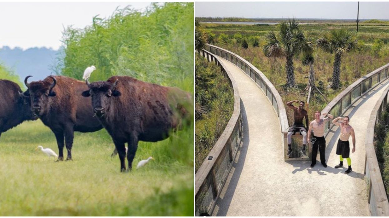 Paynes Prairie Preserve State Park Near Gainesville Florida's Very Own Wild West