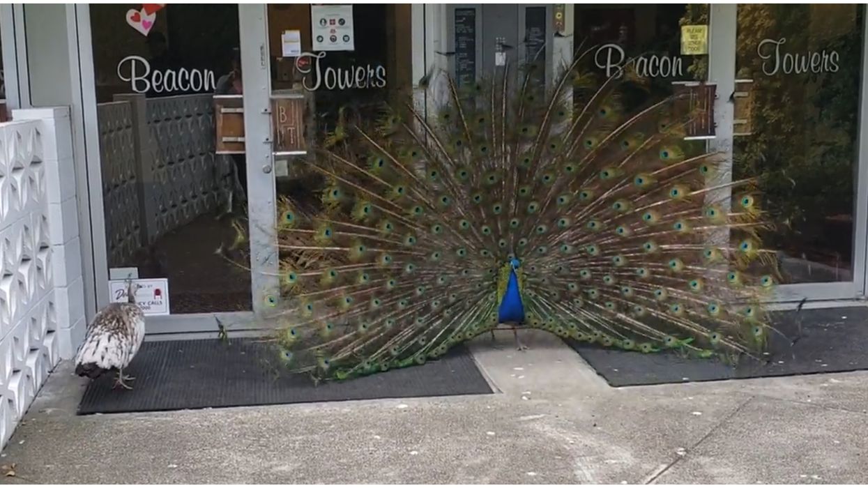 Peacock In BC: Sex-Crazed Bird Blocked The Doors To A Condo & Terrorized Residents (VIDEO)