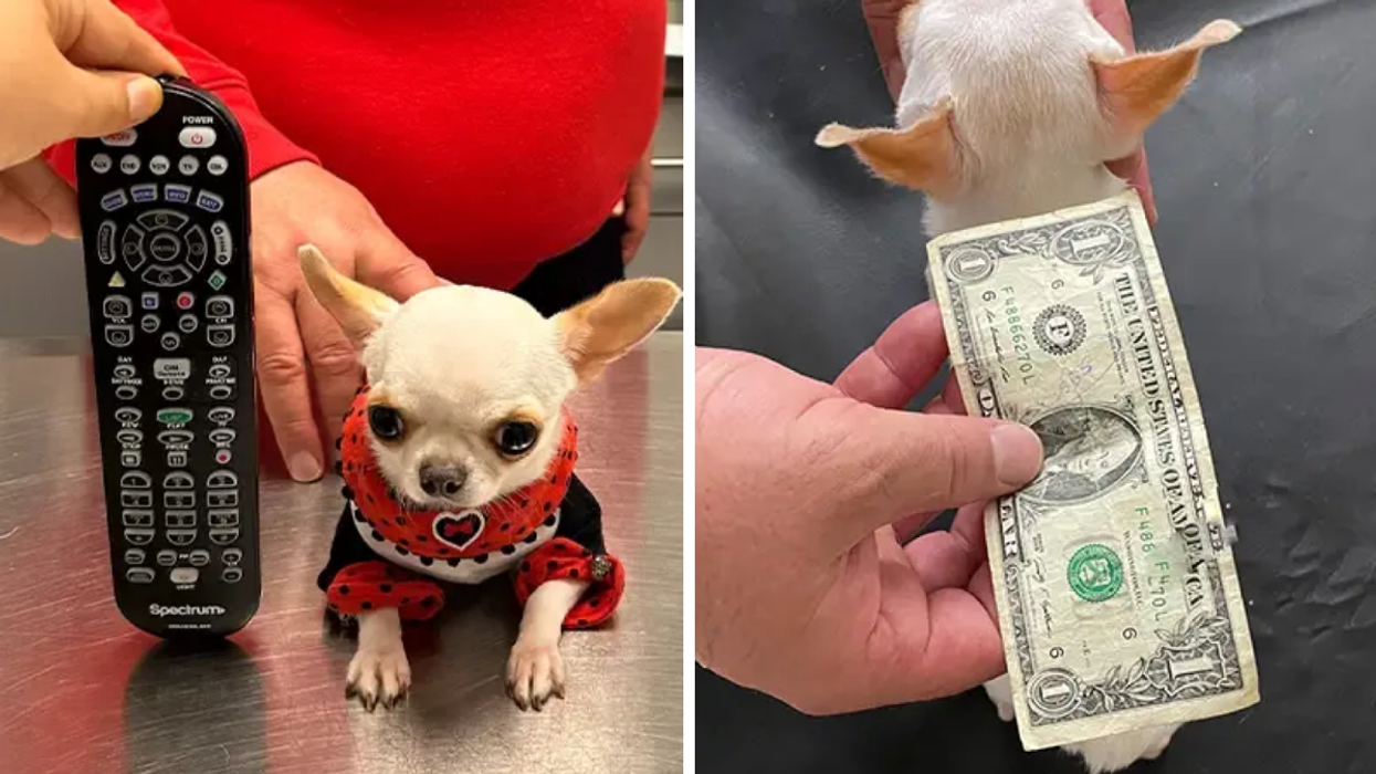 Pearl next to a remote control. Right: Pearl being measured with a dollar bill.