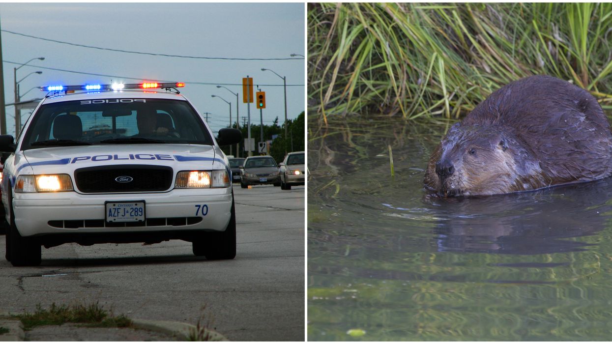 Peel Police Went Searching For Bears Last Night & It Turned Out To Be A Beaver