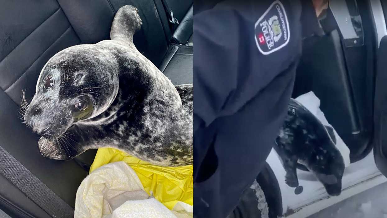 PEI Seal Took A Ride Home In A Police Car After He Got A Little Lost (VIDEO)
