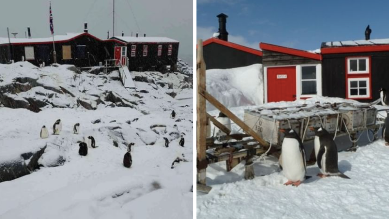 Penguins at the Port Lockroy post office in Antarctica.