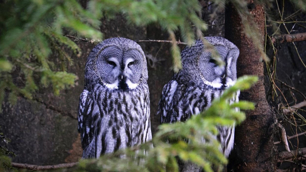 People Are Harassing Some Of Toronto's Owls & The Wildlife Centre Is 'Disheartened'
