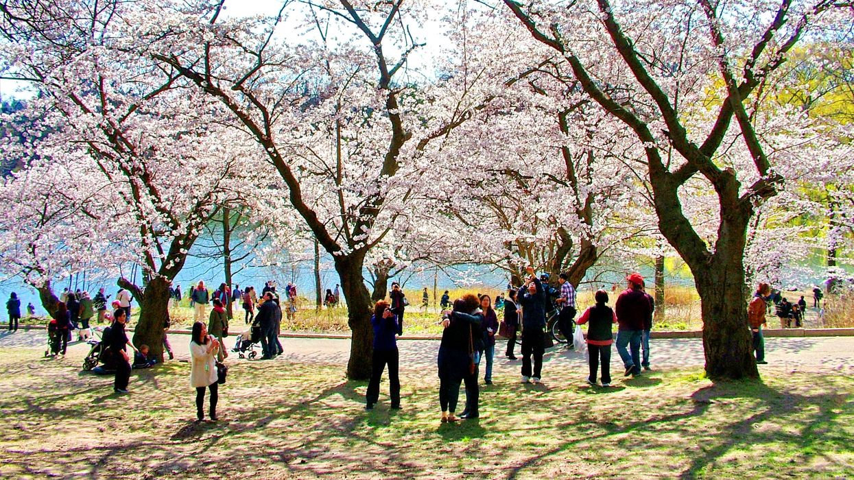 People looking at cherry blossoms in High Park.