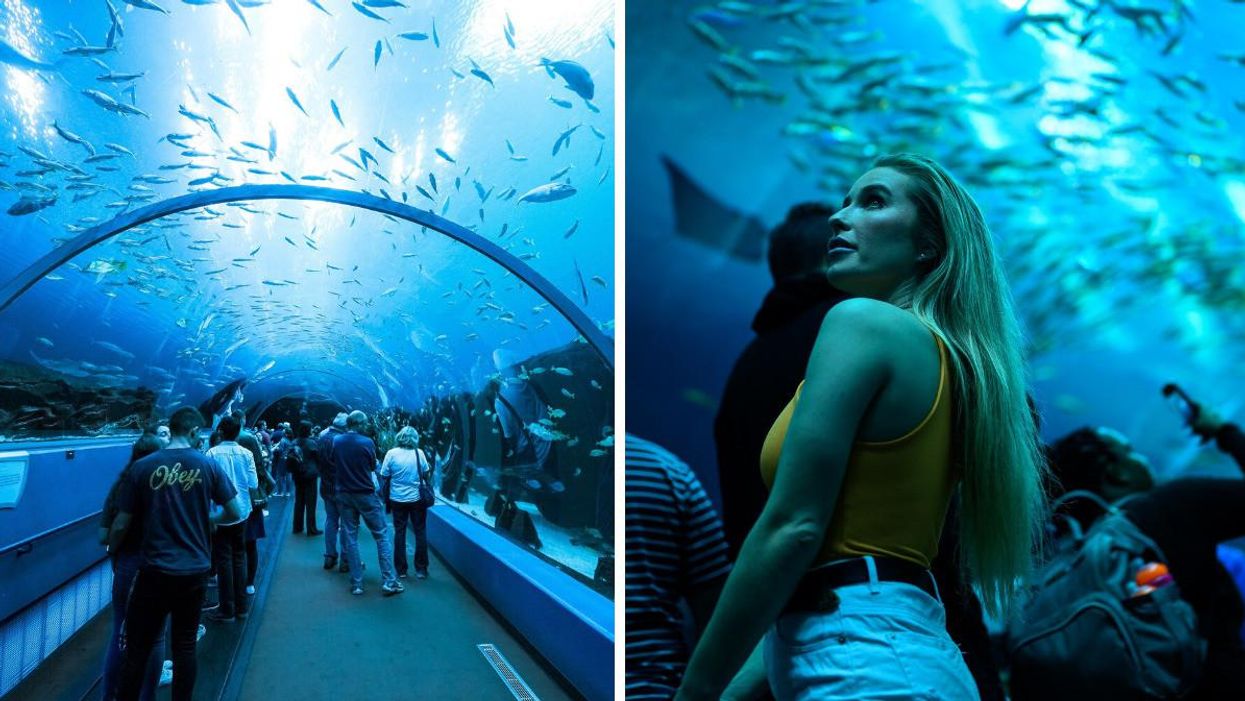 People observe fish under the Georgia Aquarium's underwater tunnel.