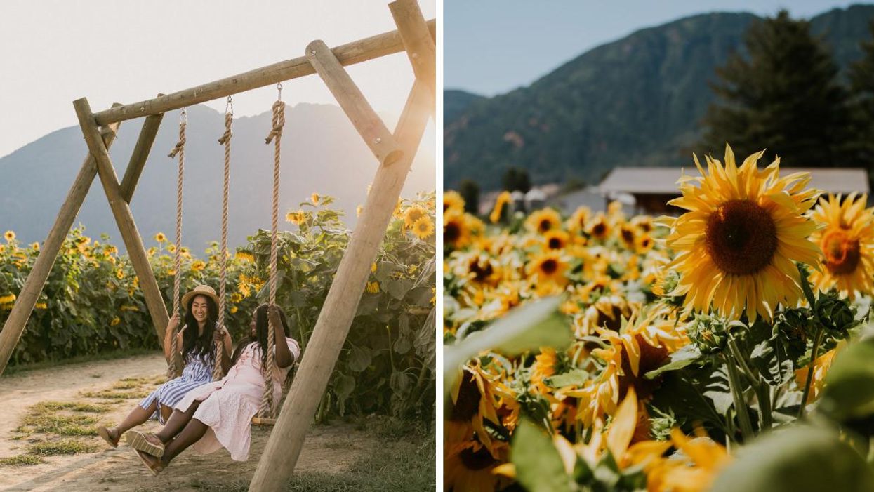 People on a swing at the Chilliwack Sunflower Festival. Sunflowers at the Chilliwack Sunflower Festival.