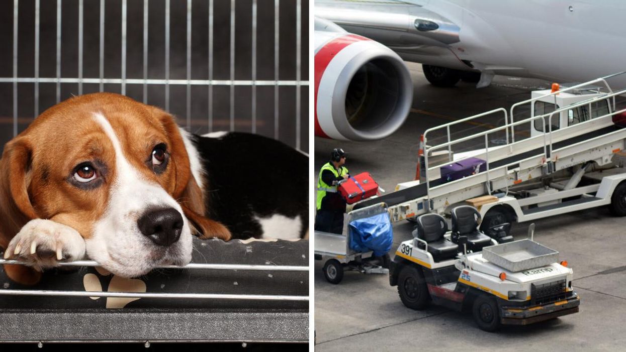 People On TikTok Are Shocked After A Vancouver Airport Worker Shows What Happens To Pets