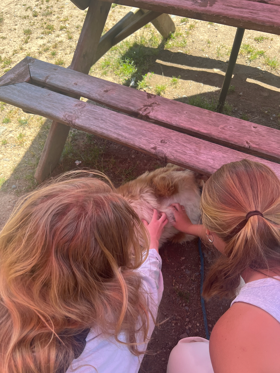 People petting a dog.