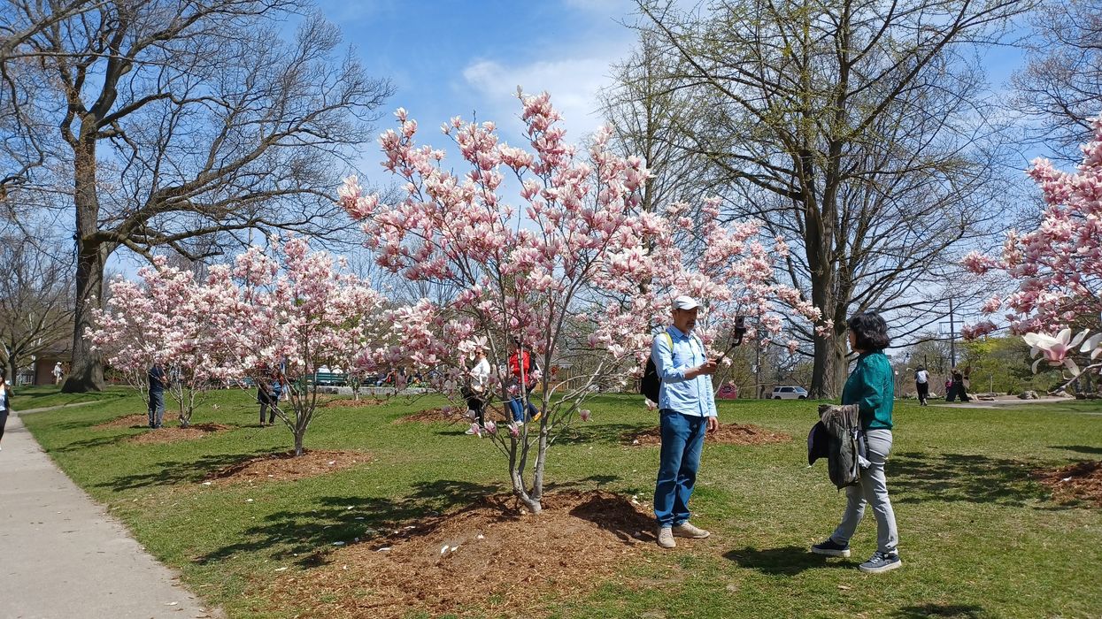 People posing with cherry blossoms at High Park in Toronto.