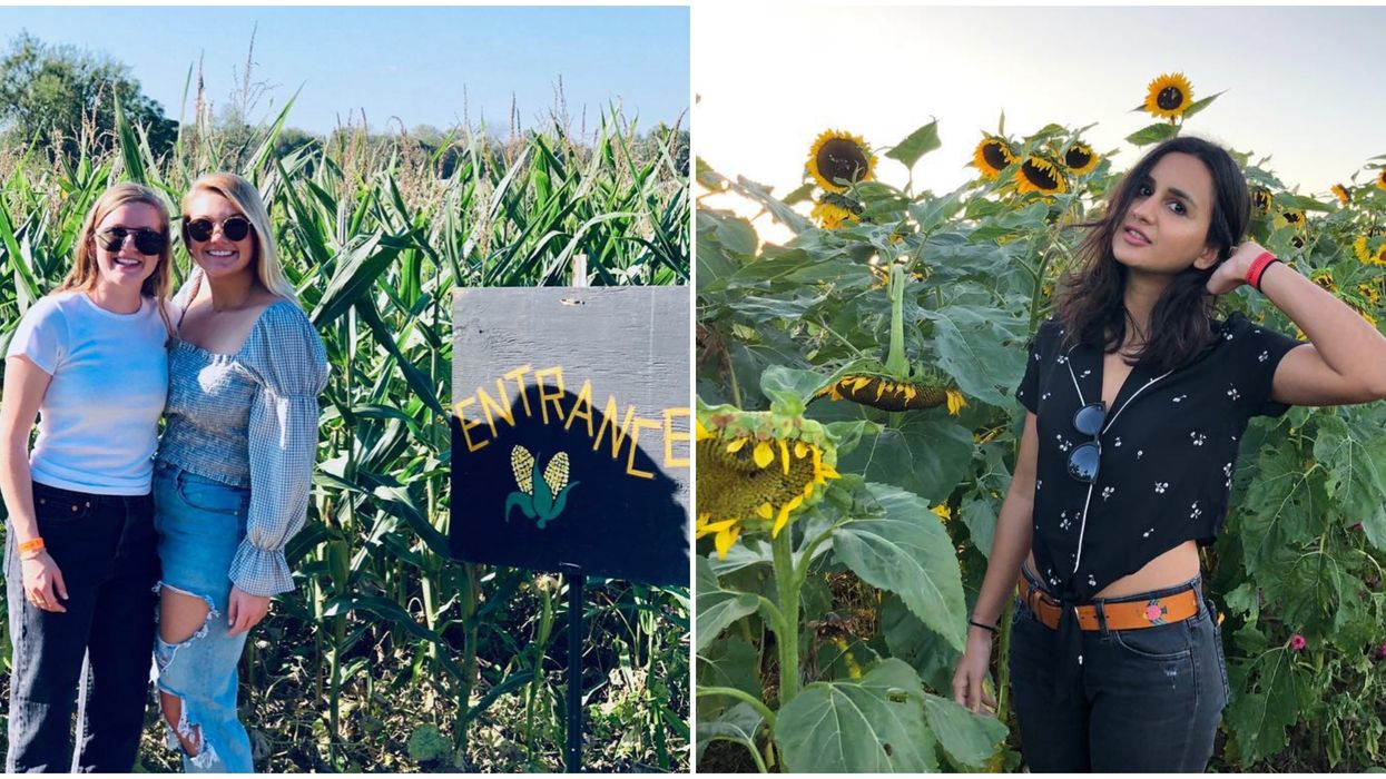 People standing among sunflowers at Barton Hill Farms.