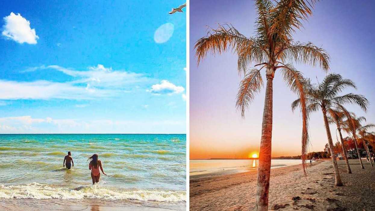 People swimming in blue water. Right: Palm trees on a beach.