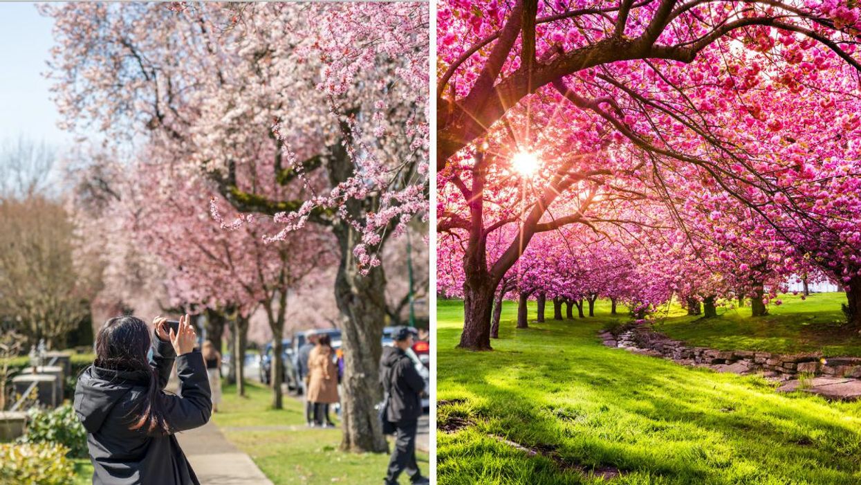 People taking photos of blooming cherry blossoms. Right: A cherry blossom tree.