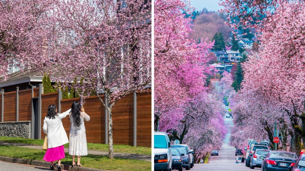 People taking photos of cherry blossoms blooming. Cherry blossoms in Vancouver.