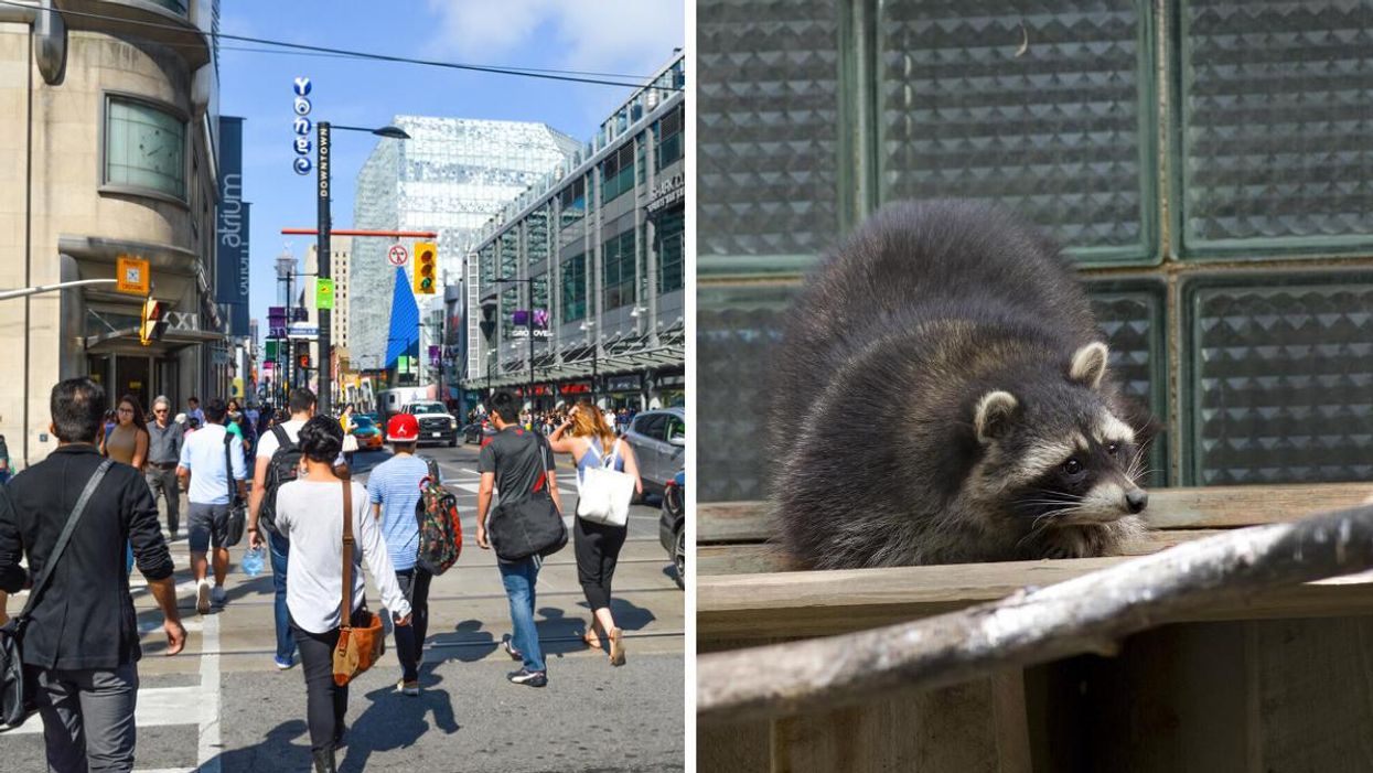 People walking in Toronto. Right: Raccoon.