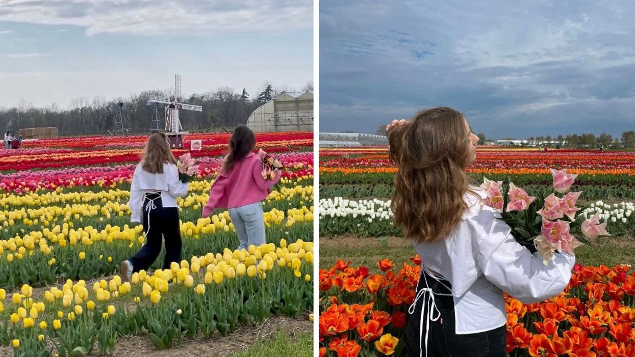 People walking through a tulip field. Right: A person holding tulips.