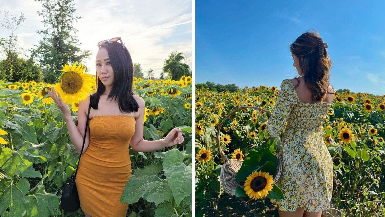 People walking through fields of tall sunflowers.