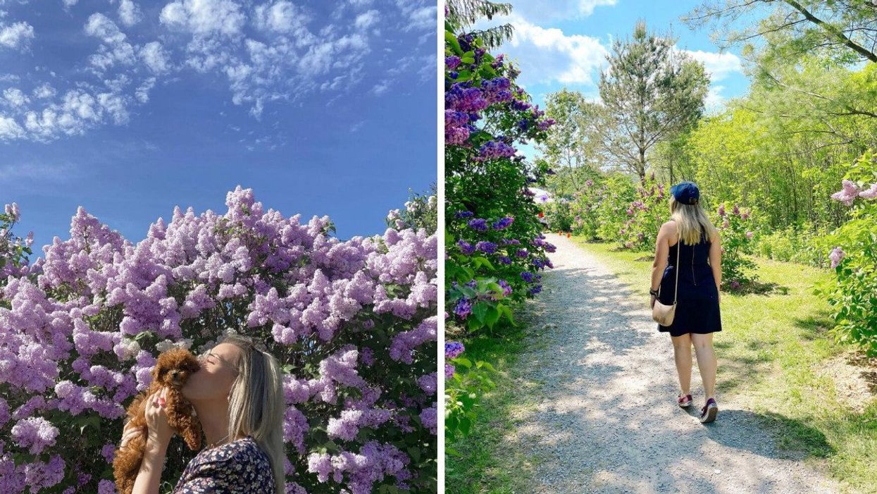Person and dog by lilac bushes. Right: A person walking by lilacs.